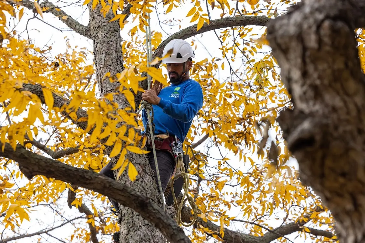 Skilled Tree Planting crew working in Clarksburg